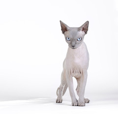 Canadian sphynx cat
