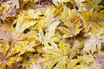 Fallen Wet Giant Maple Tree Leaves Background