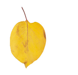 yellow leaf . macro