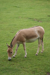 Naklejka na ściany i meble Onager - Equus hemionus