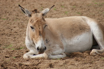 Onager - Equus hemionus