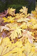 Fallen Giant Maple Tree Leaves