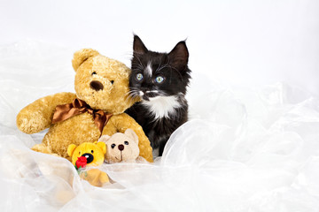 Kitten with teddy bears