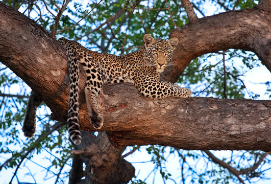Fototapeta african leopard in tree