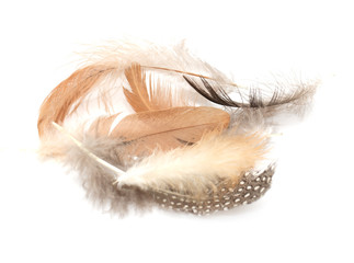 feather on a white background