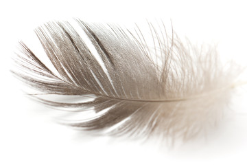 Obraz premium feather on a white background
