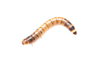 worm on white background. macro