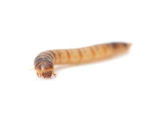 worm on white background. macro