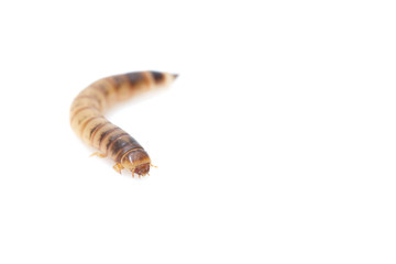 worm on white background. macro