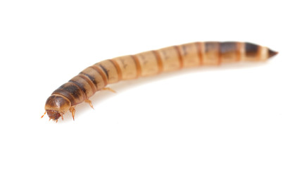 worm on white background. macro