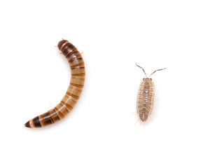 worm and wood louse on a white background. macro