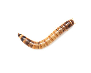 worm on white background. macro