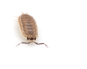 woodlouse on a white background. macro