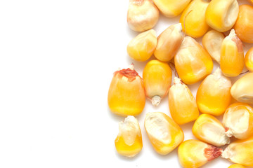 Fototapeta premium corn on a white background. macro