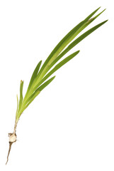 Freesia bulb on a white background.