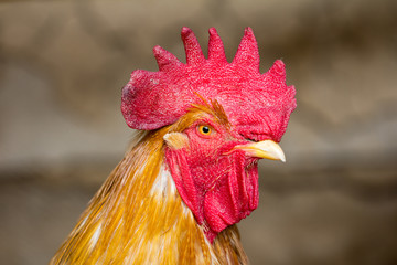 portrait of a rooster