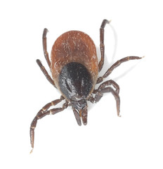 Tick isolated on white background, extreme close-up