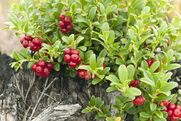 Cowberries, vibrant photo