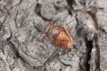 Sminthuridae springtail on wood, extreme close-up