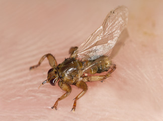 Louse fly on human skin, extreme close-up