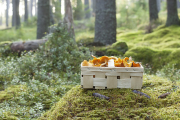 Basket with fresh golden chanterelle (Cantharellus cibarius)