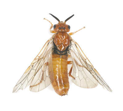 Neodiprion sertifer, european pine sawfly isolated