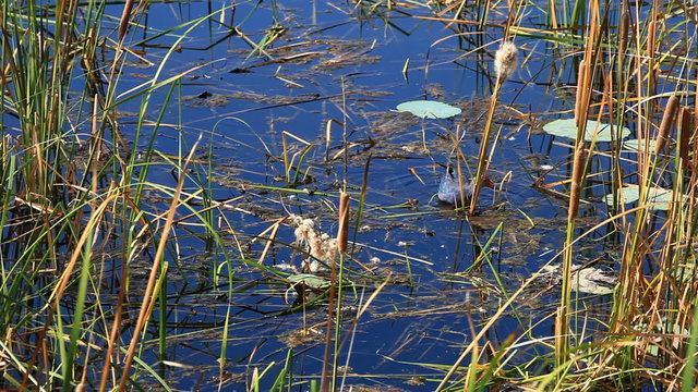 American Purple Gallinule (Purple Swamphen)