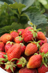 Ripe strawberry in basket on grass