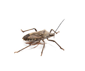 stink bug on white background