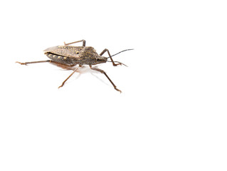 stink bug on white background