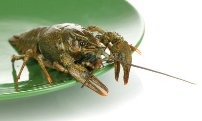 green crayfish on the plate on white background close-up
