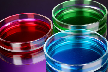 color liquid in petri dishes on violet background