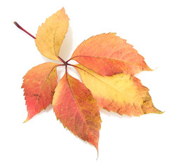 bright autumn leaf, isolated on white