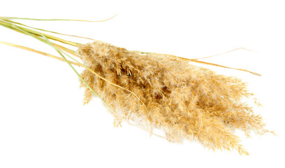 reeds, isolated on white © Africa Studio