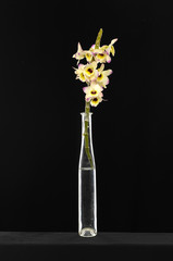 Branch of orchids in vase on black