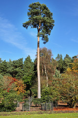 Autumn Colors in Windsor Great Park in England