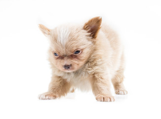 Obraz premium Funny puppy Chihuahua poses on a white background