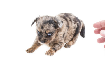 Funny puppy Chihuahua poses on a white background