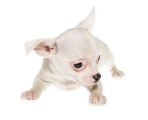 Funny puppy Chihuahua poses on a white background