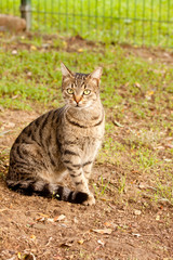tabby cat