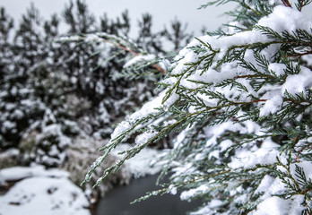 Vegetation covered with first snow.