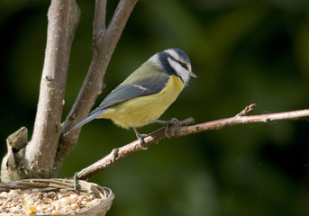 Mésange bleue