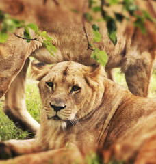 Lioness