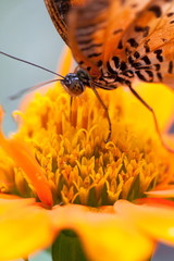Leopard Lacewing Butterfly