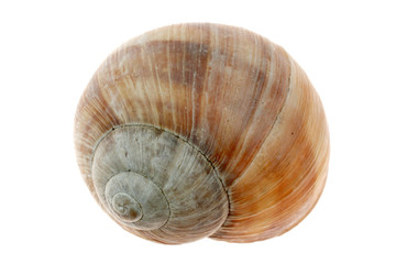 leeres Schneckenhaus einer Weinbergschnecke © Jörg Lantelme