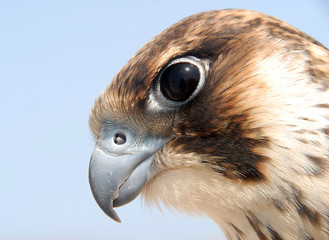tête de faucon d'El Haouaria 9