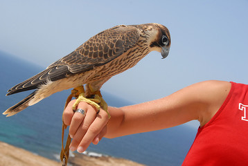 faucon d'El Haouaria 22