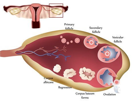 Female reproductive system. Female Ovary