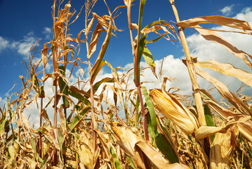 Field of maize and corncob