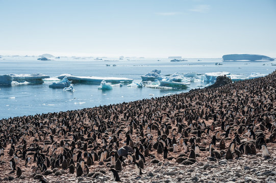 Huge colony of Gentoo penguins